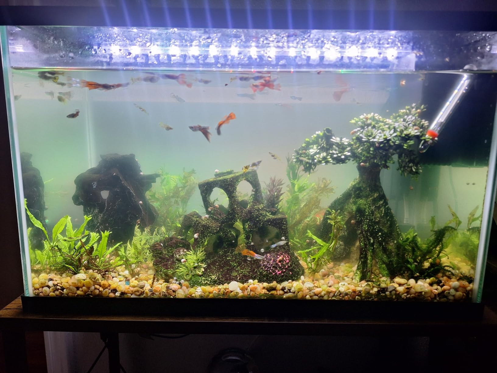 HỒ cá hết bị tảo xanh