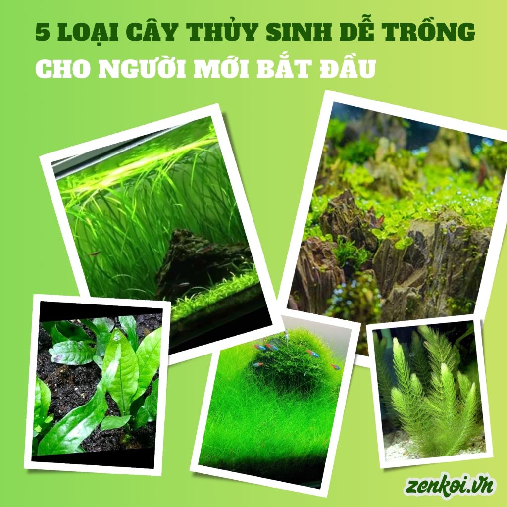 5 loại cây thủy sinh dễ trồng cho người mới bắt đầu