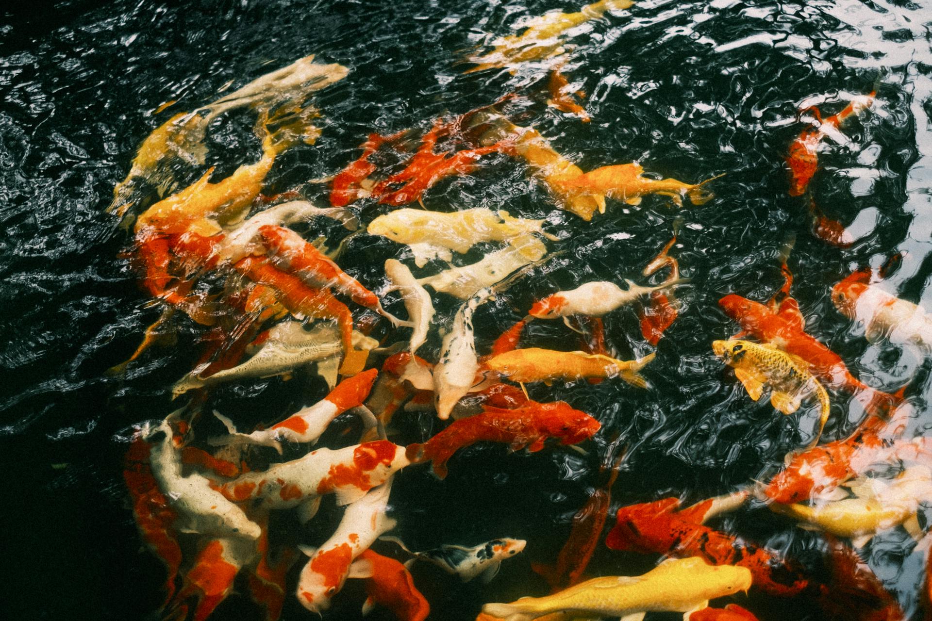 Pexels dqnguyen15 19843121