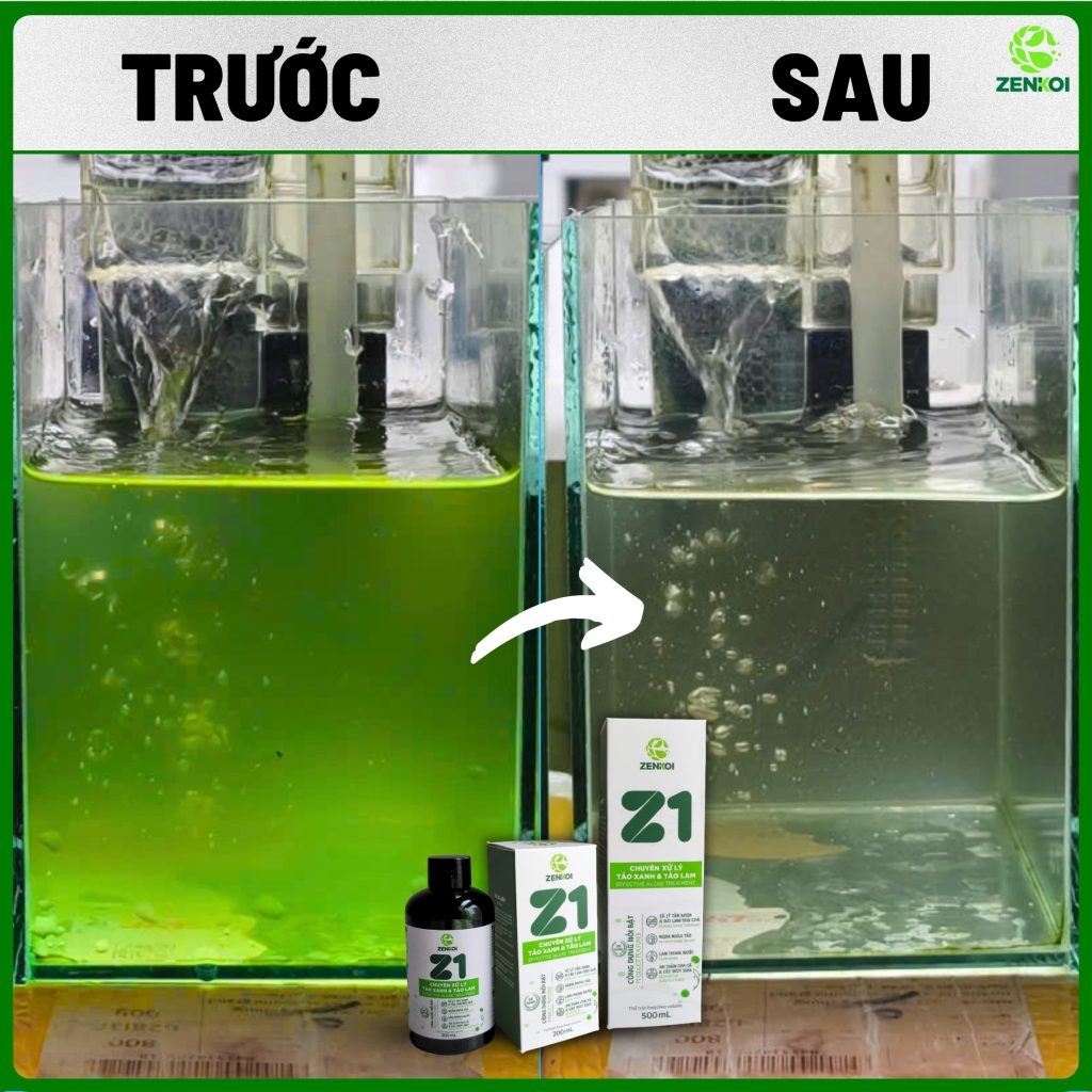 Z1 của ZENKOI xử lý tảo xanh hiệu quả