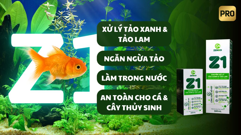 Z1 CỦA ZENKOI - CHUYÊN XỬ LÝ TẢO HẠI