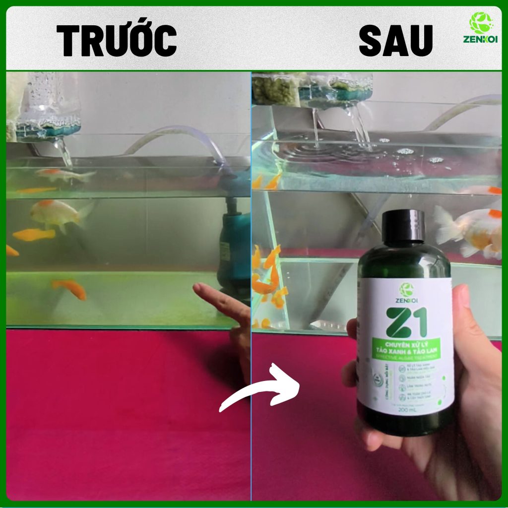 Nước hết tảo và trong vắt sau khi dùng z1 của zenkoi