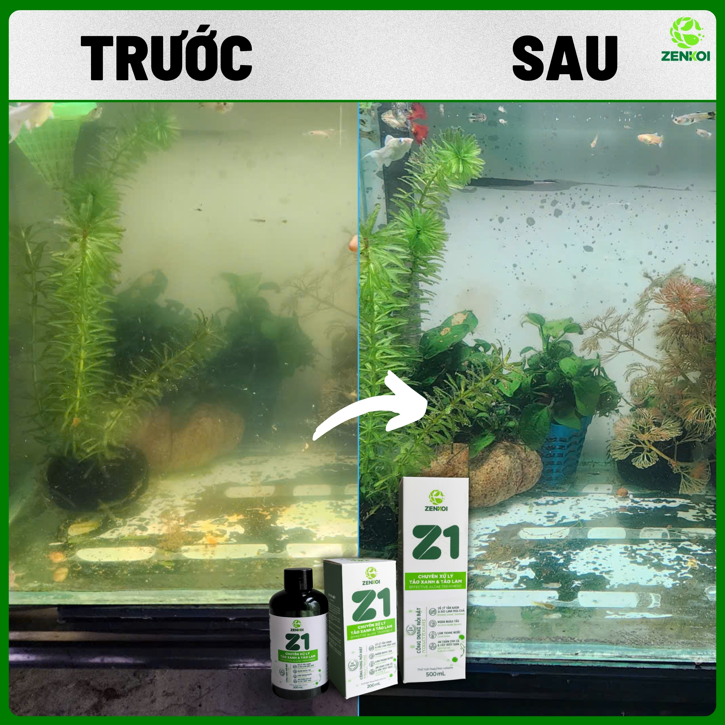 z1 của zenkoi Xử lý đục và xanh hiệu quả z1