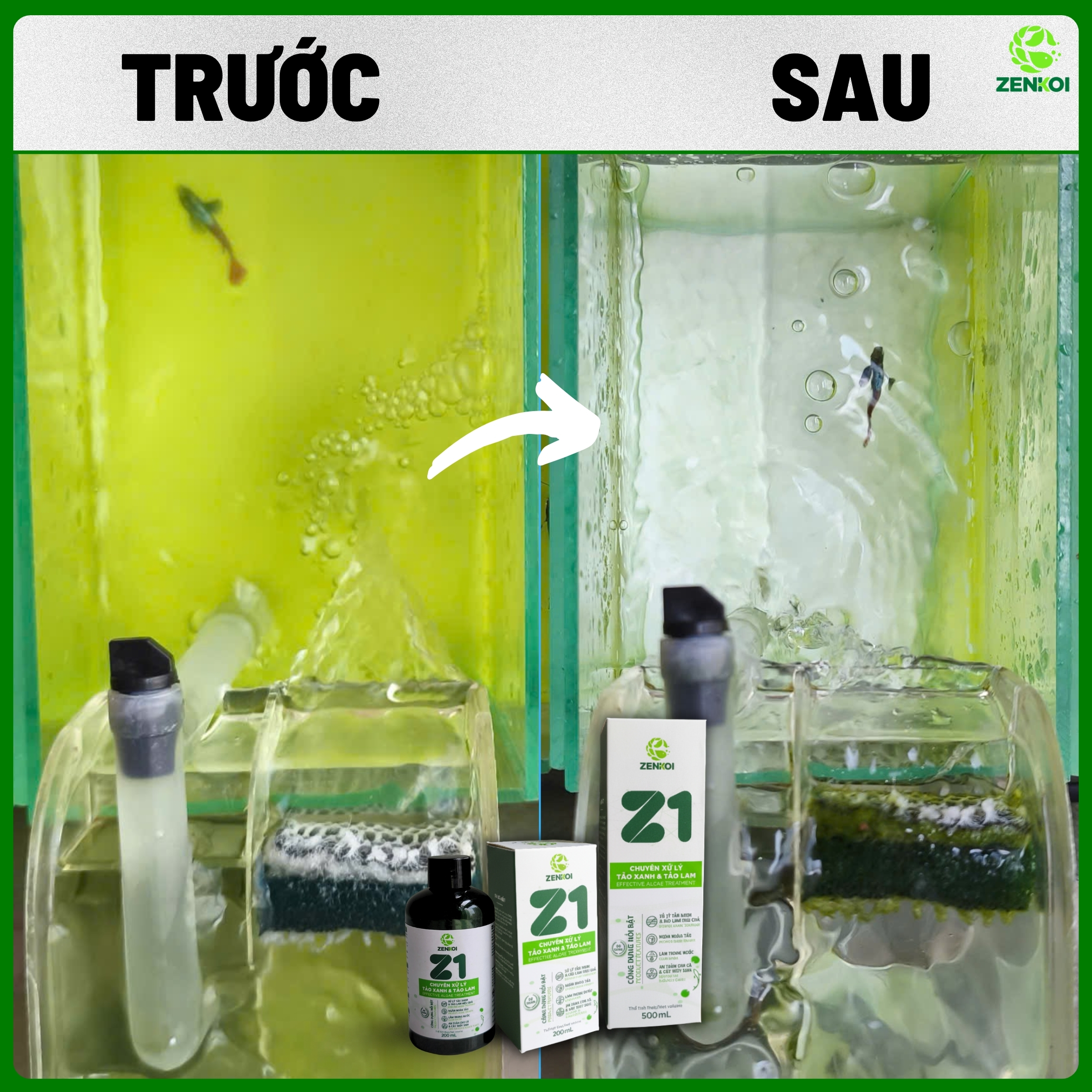 Z1 của zenkoi hiệu quả xử lý tảo xanh và xử lý nước bị vàng