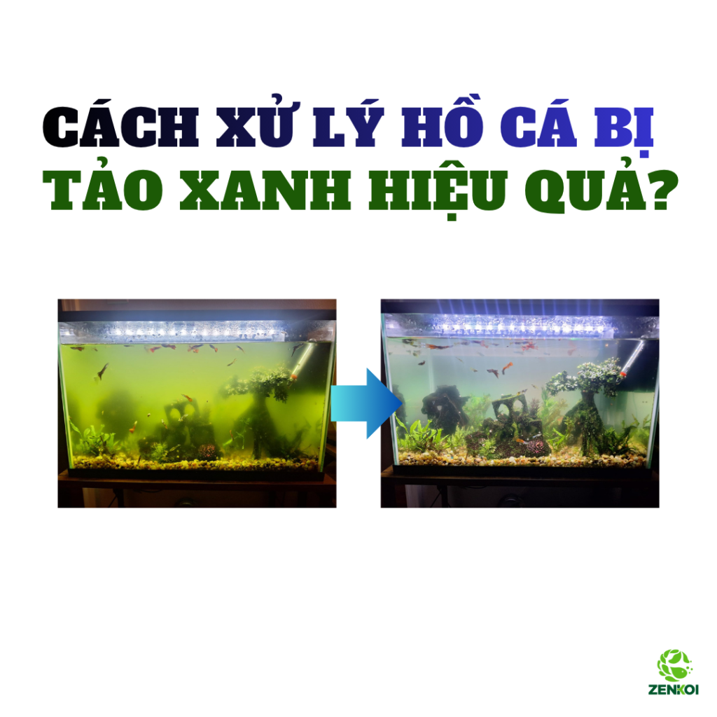 Cách Xử Lý Hồ Cá Bị Tảo Xanh Hiệu Quả